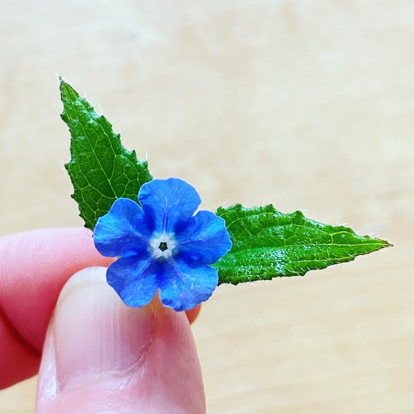 Dangle earrings with real blue flowers in gold or silver