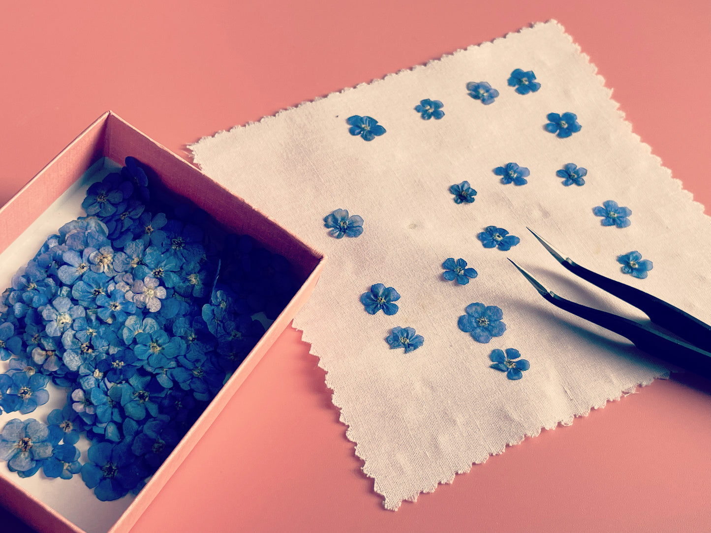 Dangle earrings with blue, white and pink gypsophila flowers