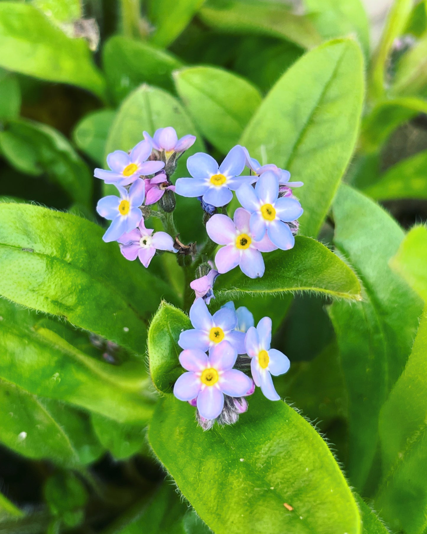 Heart necklace with forget-me-not and pink flowers