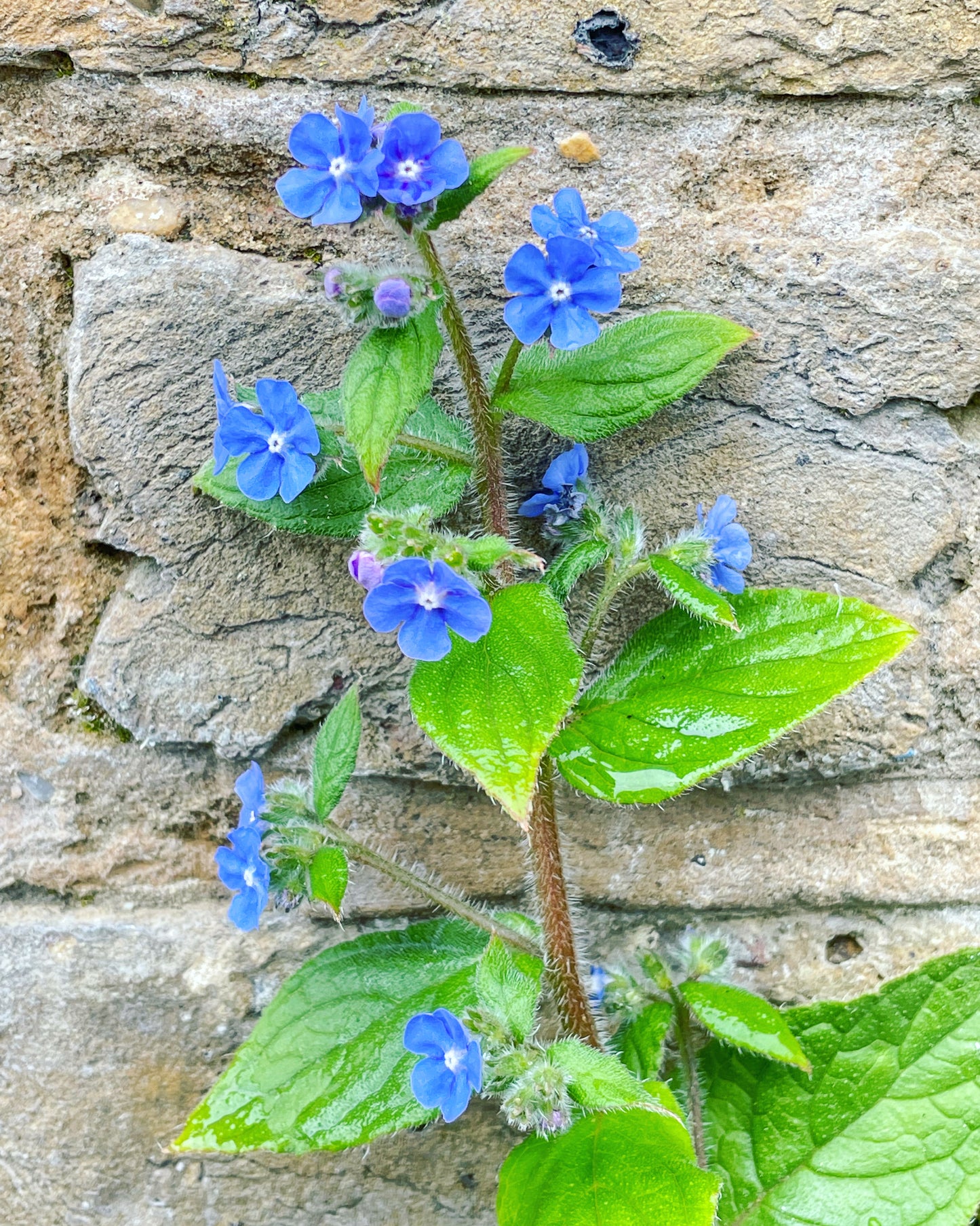 Dangle earrings with red poppies and blue flowers