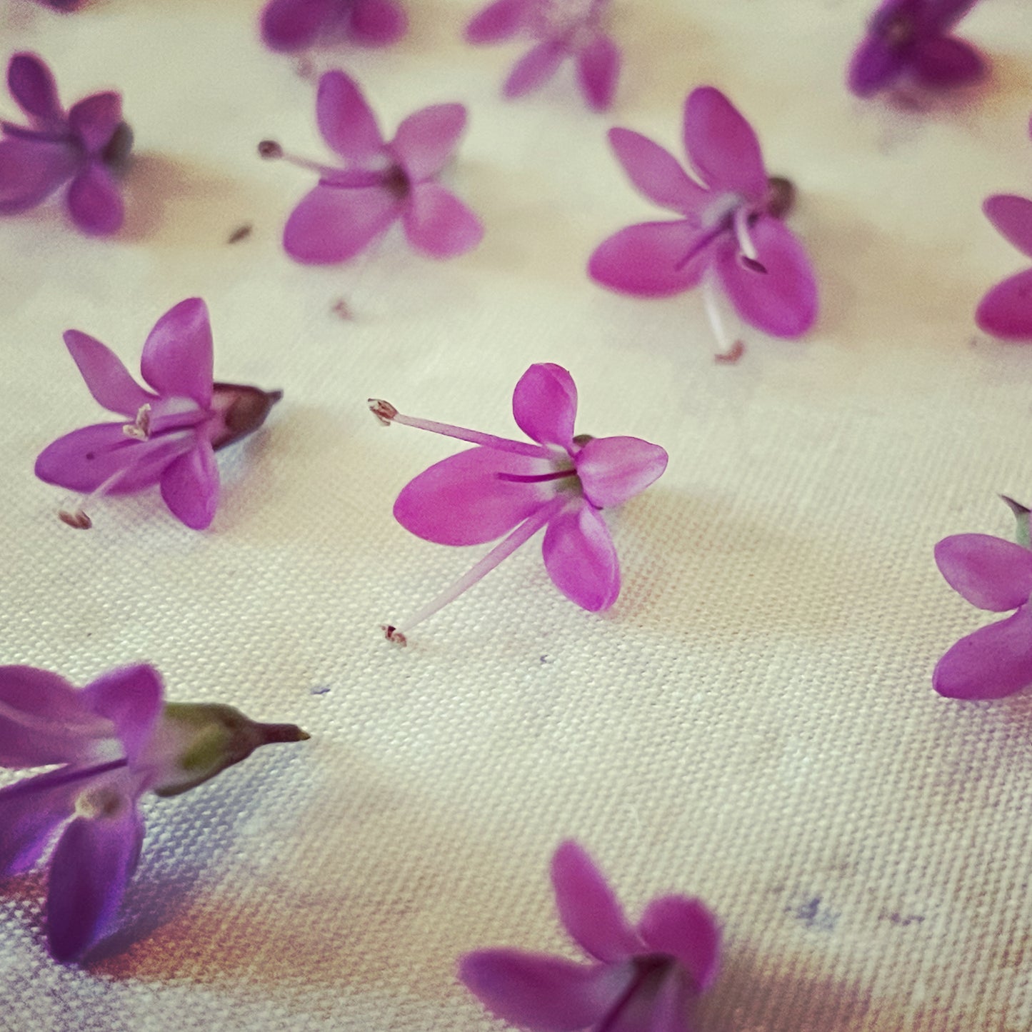 Statement earrings with pink flowers in gold