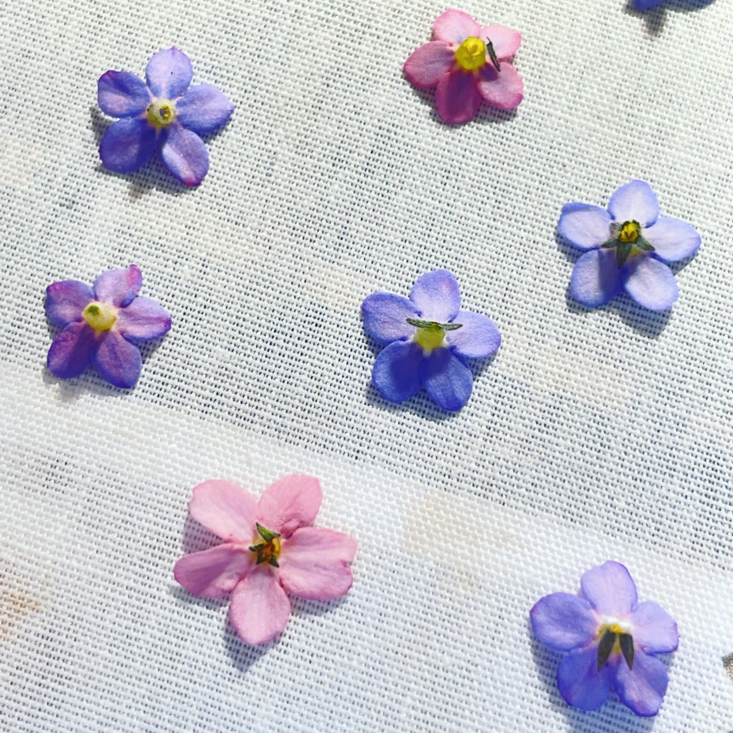 Stud earrings with forget-me-not flowers in 6mm