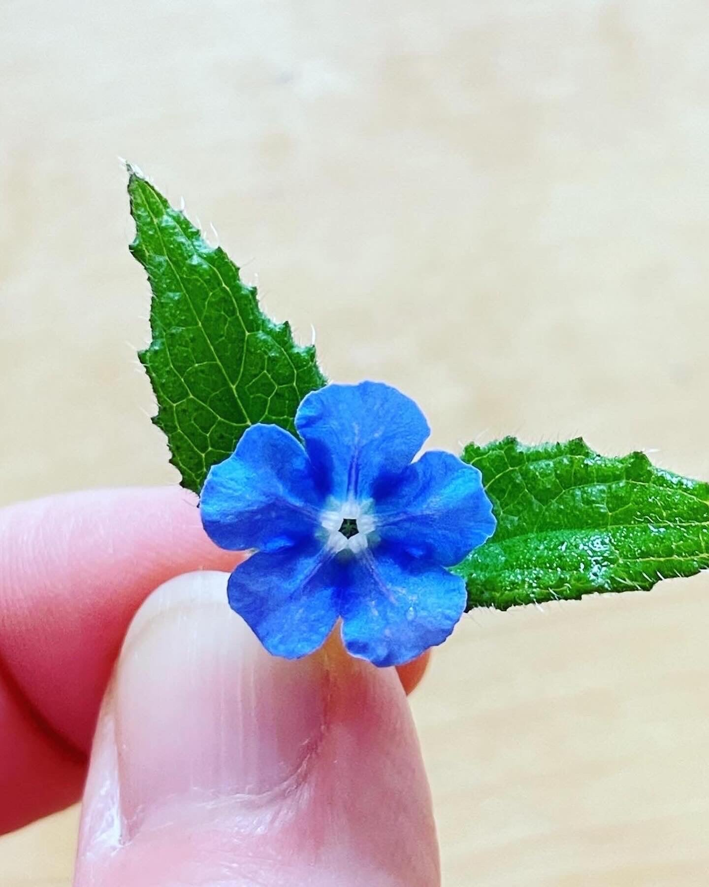 Dangle earrings with red poppiers and colourful flowers
