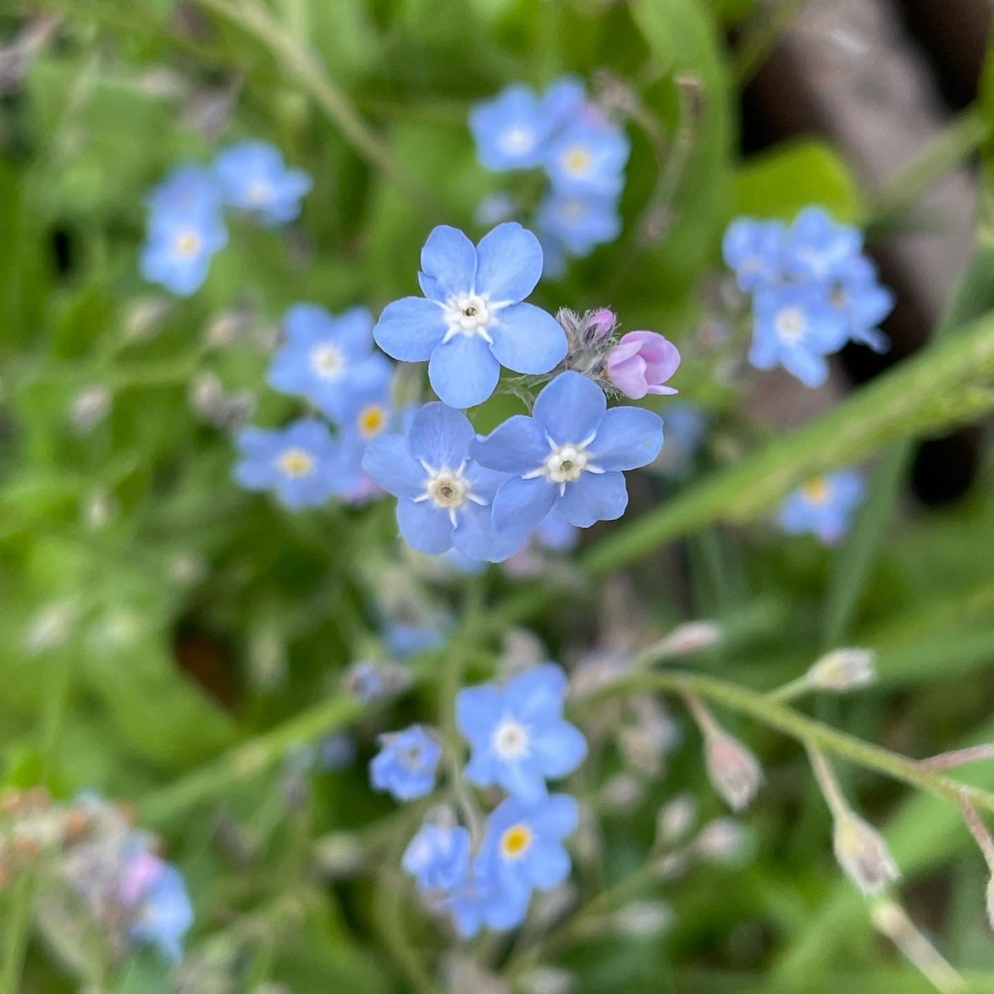 Gold necklace with forget-me-not and gypsophila