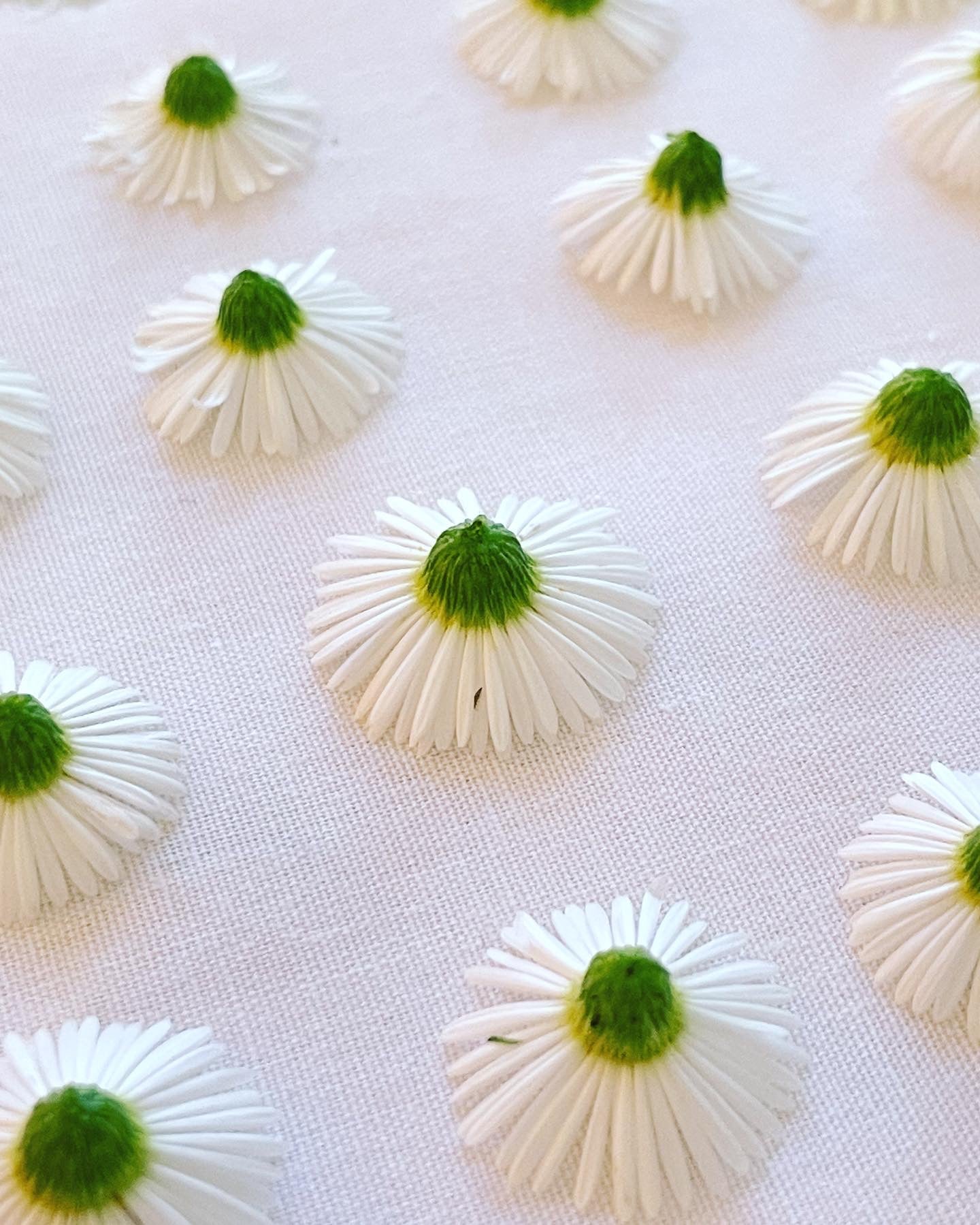 Heart dangle earrings with real daisy flowers