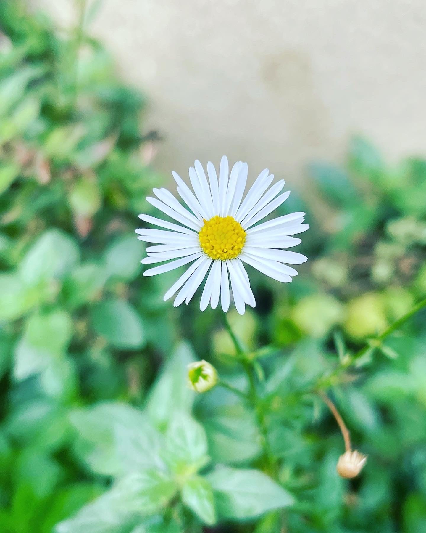 Heart dangle earrings with real daisy flowers