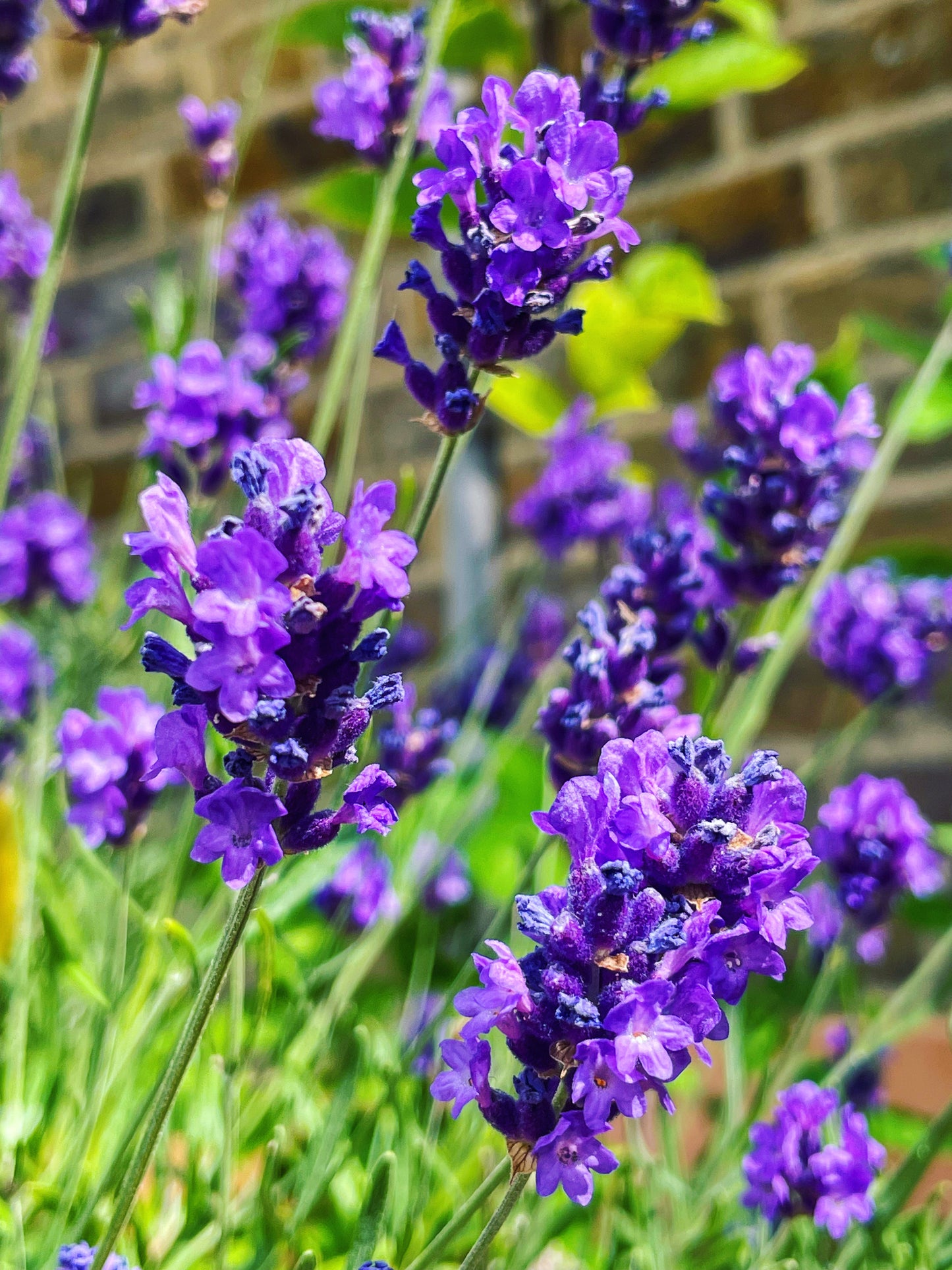 Dangle earrings with real lavender and pink flowers