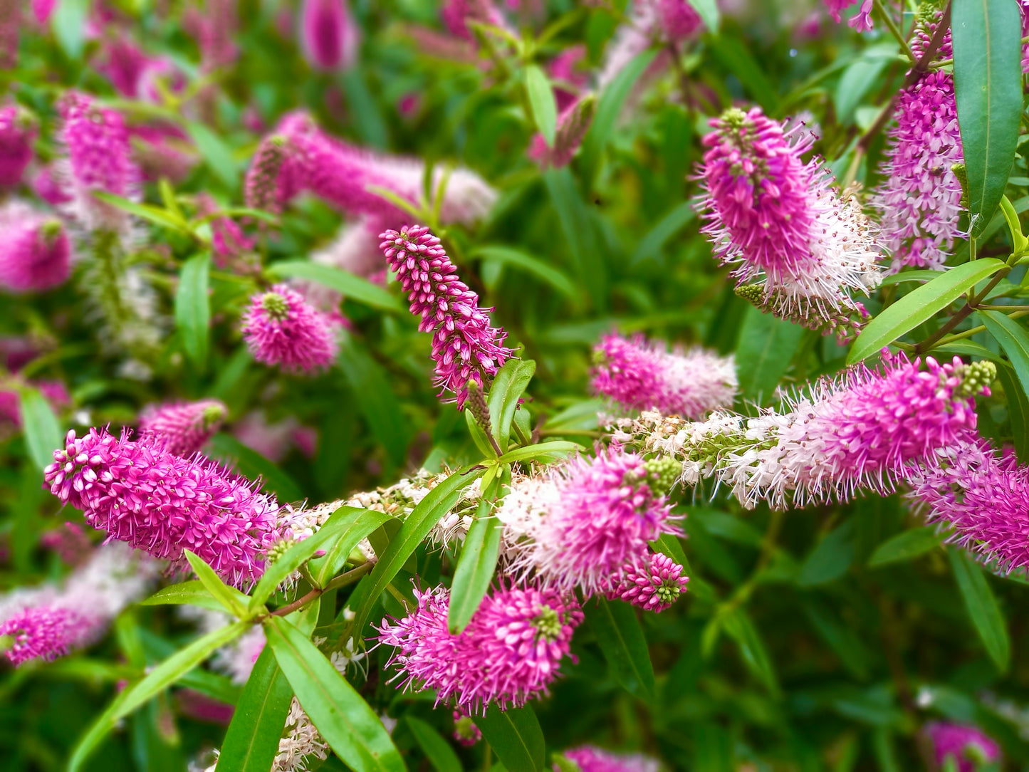 Gold heart necklace with pink flowers