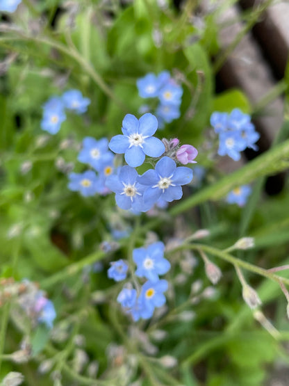 Goldherz-Ohrringe mit Mohn- und blauen Blumen