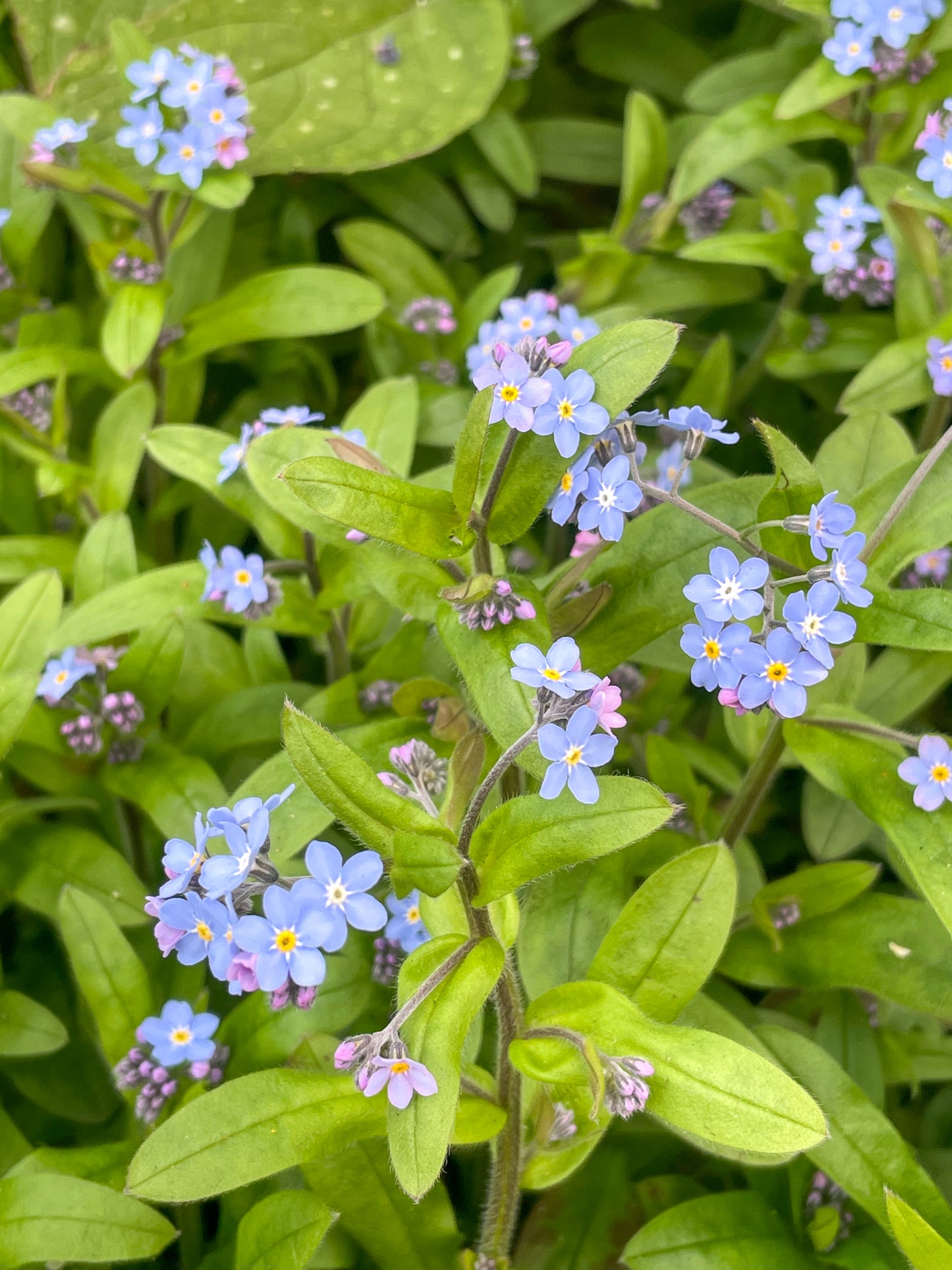 Personalised Necklace Double Sided With Forgetmenot And Letters